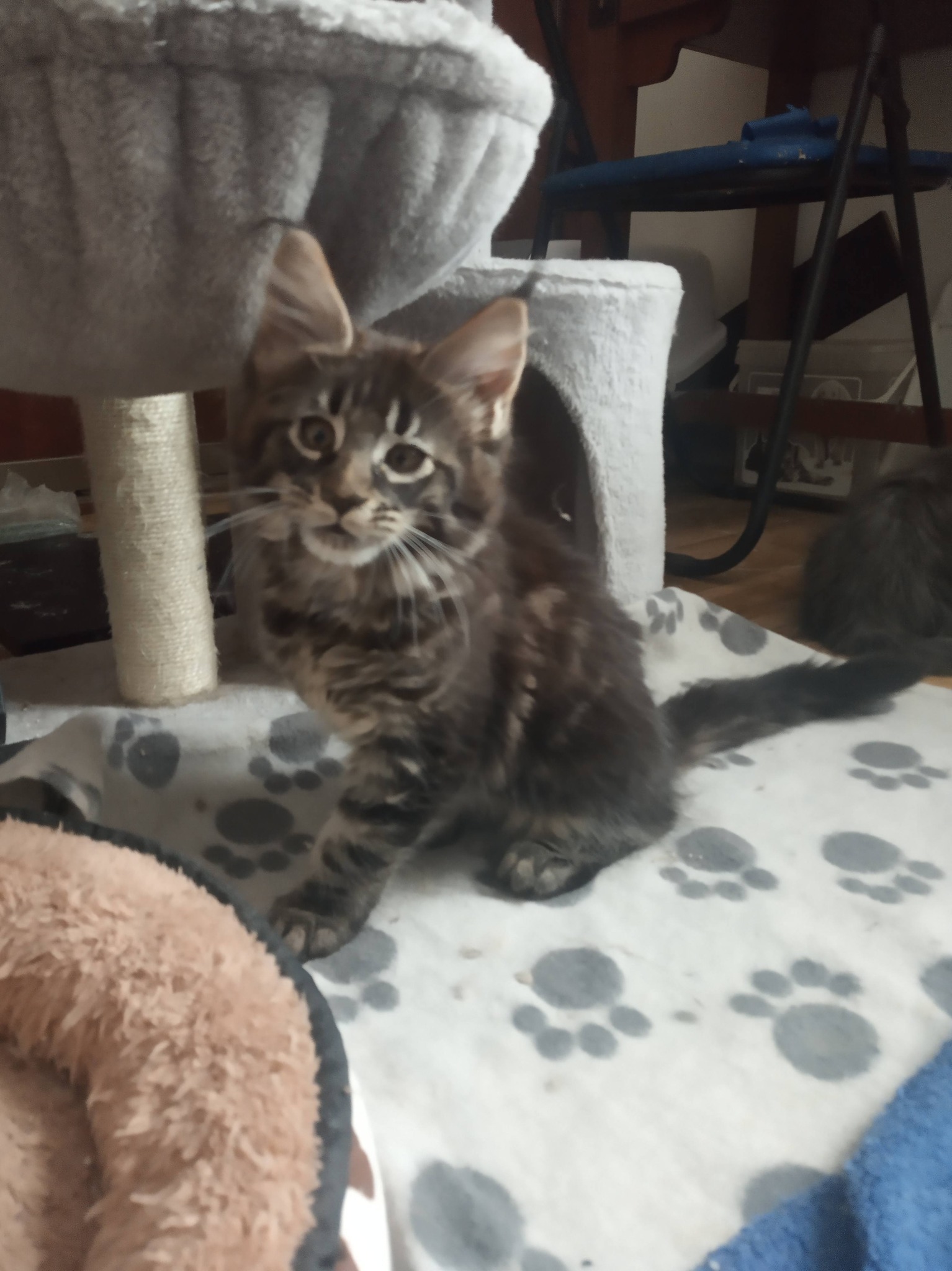 Valkiria Dom Futrzaków*PL