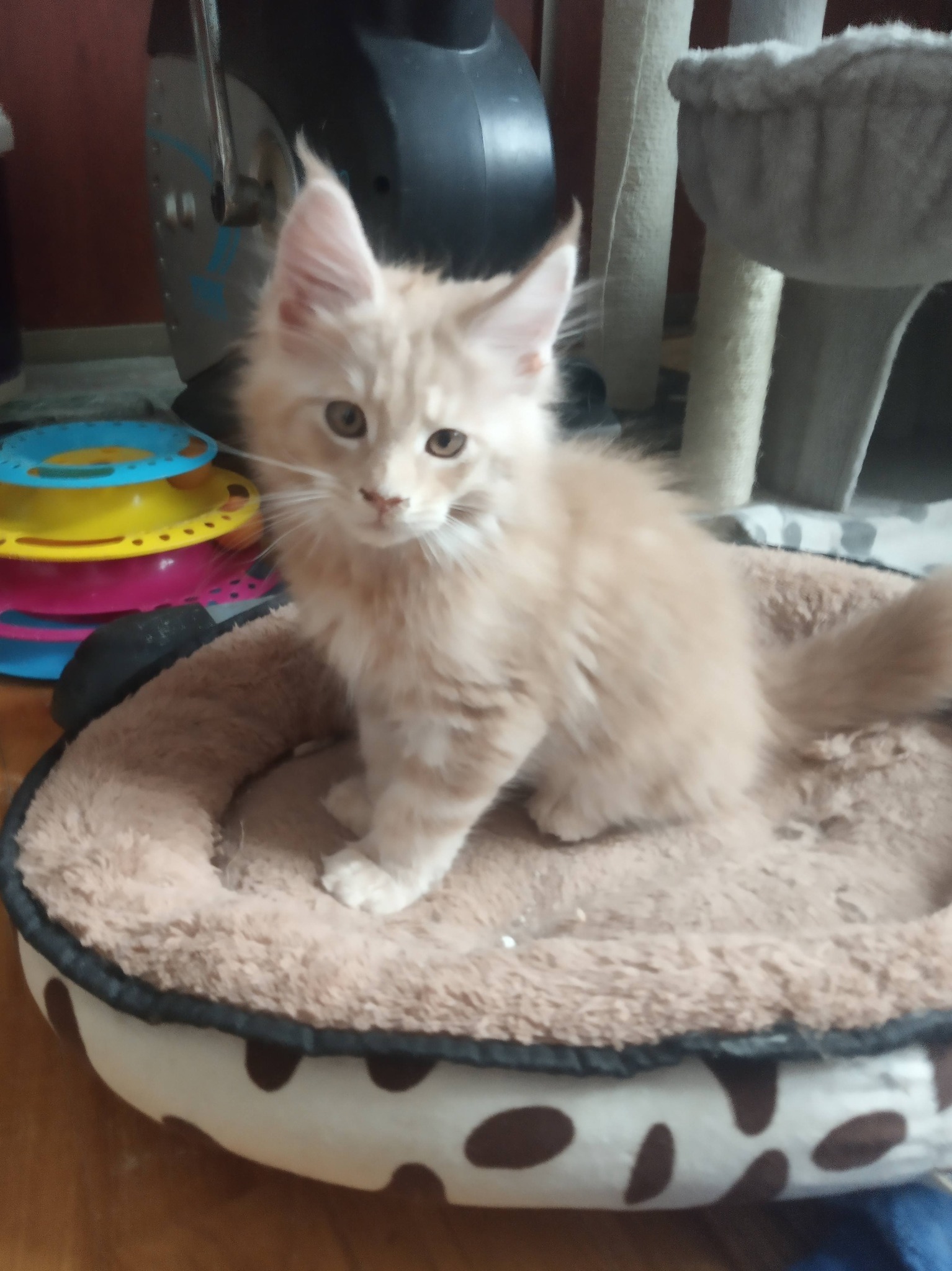 Vidar Dom Futrzaków*PL