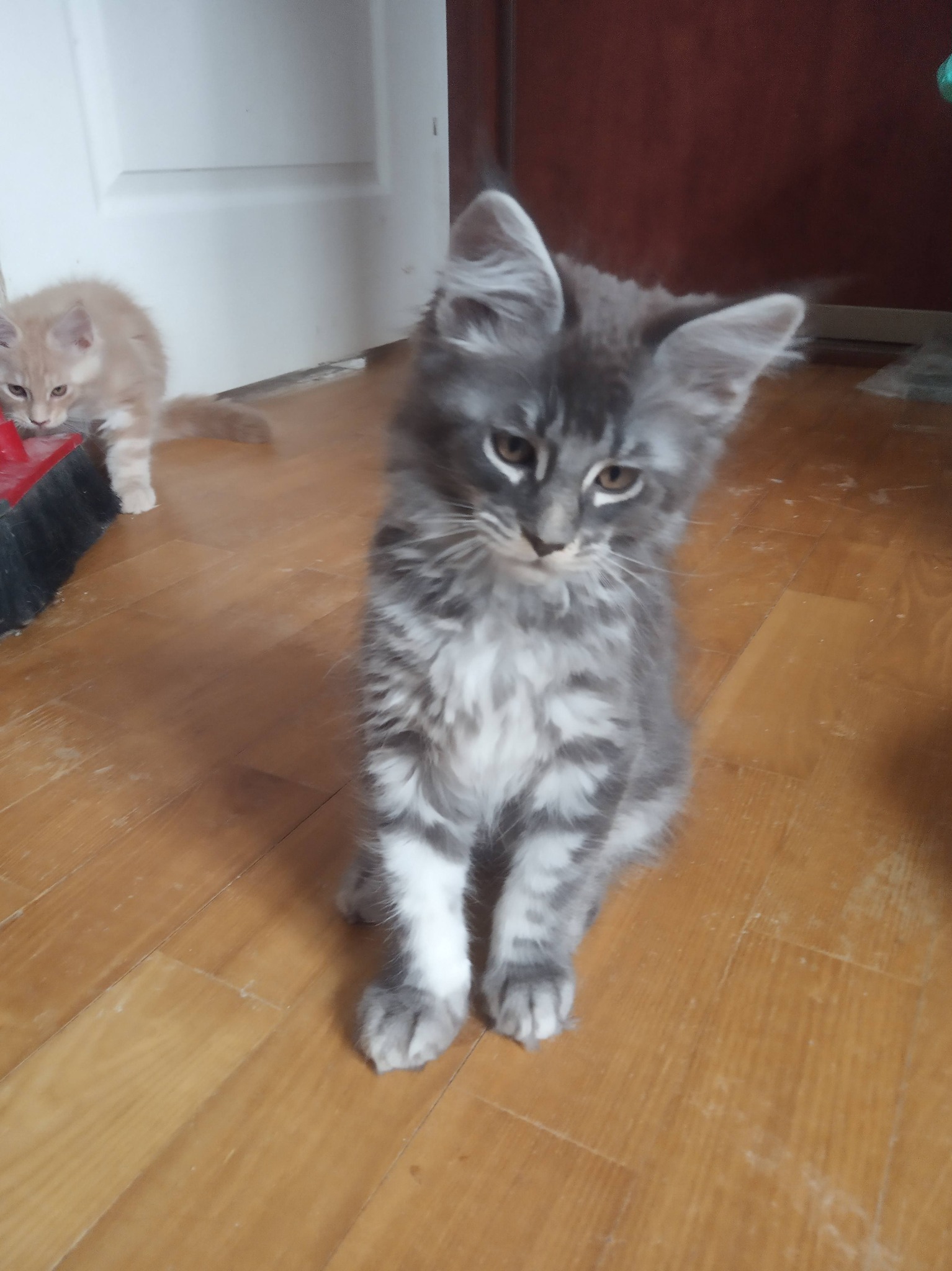 Vigdis Dom Futrzaków*PL