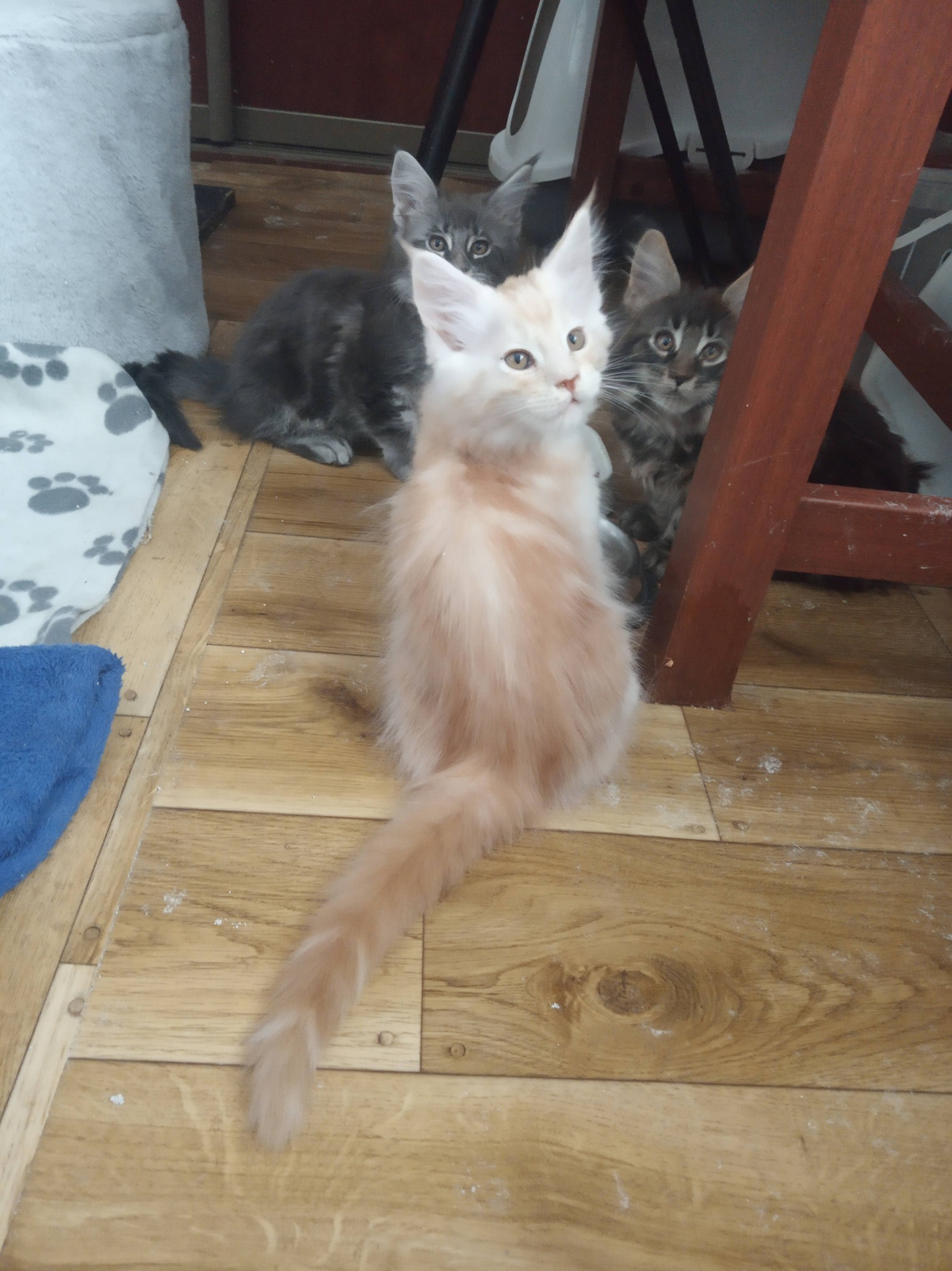 Viggo Dom Futrzaków*PL