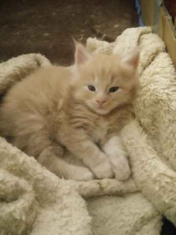 kremowy_Vidar_05122025