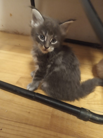 niebieski_06122025_3